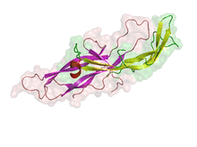هاش سی جی یا گنادوتروپین جفتی انسان human chorionic gonadotropin (به انگلیسی: HCG)